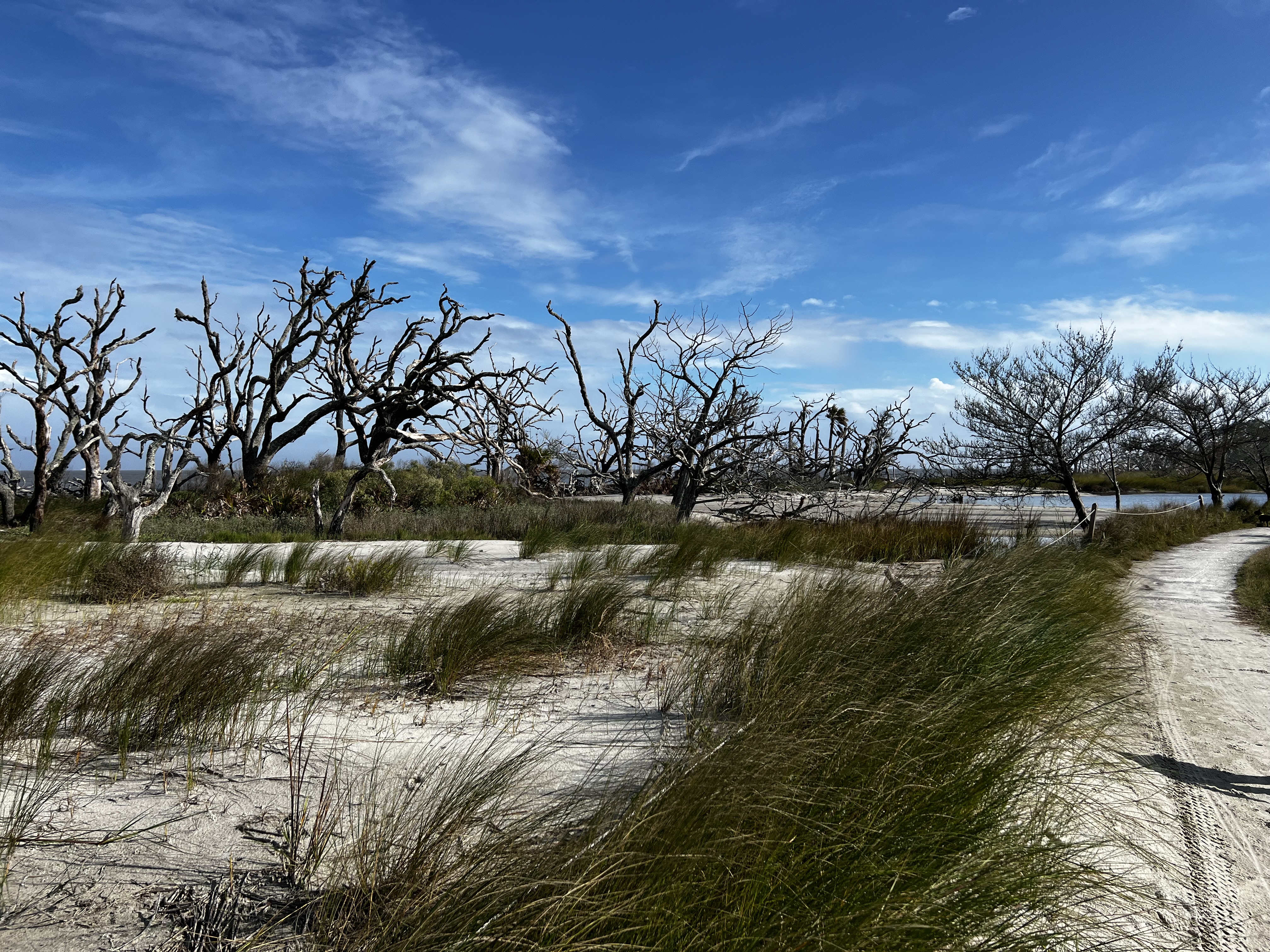 Georgia Swamps and Barrier Islands
